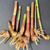 Insulin Plant Live Root - 3 Bare Roots - Herbal Medicinal Plant - Image 1