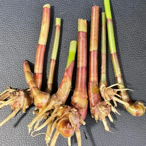 Insulin Plant Live Root - 3 Bare Roots - Herbal Medicinal Plant - Image 1