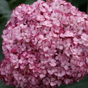 Invincibelle Mini Mauvette Hydrangea Live Plant – 4 inch Pot – Outdoor Shrub - Image 3