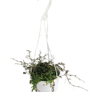 Iridescent Blue Peacock Fern Live Plant – Selaginella uncinata – 6 inch Hanging Basket - Image 2