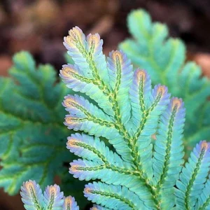 Iridescent Blue Peacock Fern Live Plant – Selaginella uncinata – 6 inch Hanging Basket - Image 4