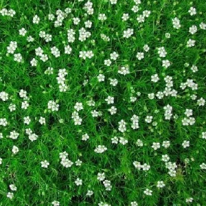 Irish Moss Live Plant - Sagina Subulata - Hardy Groundcover - 2.5 inch Pot - Image 2
