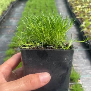 Irish Moss Sagina Subulata Live Plant - 3.5 inch Container - Groundcover - Image 2