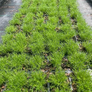 Irish Moss Sagina Subulata Live Plant - 3.5 inch Container - Groundcover - Image 4