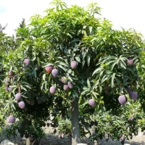 Irwin Dwarf Mango Live Plant - 8-10