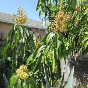 Irwin Dwarf Mango Live Plant - 8-10