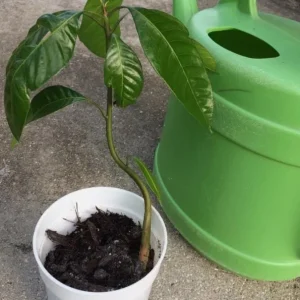 Irwin Dwarf Mango Live Plant - 8-10