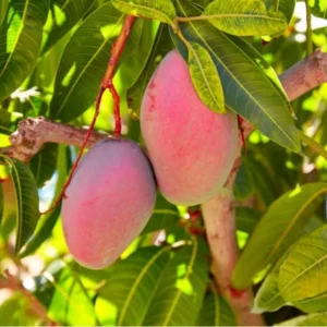 Irwin Dwarf Mango Live Plant - 8-10" Tall Tropical Fruit Tree for Containers - Image 1