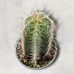 Isolatocereus dumortieri Cactus Live Plant – Drought Tolerant Succulent - Image 2