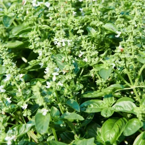 Italian Basil Live Plant - 4