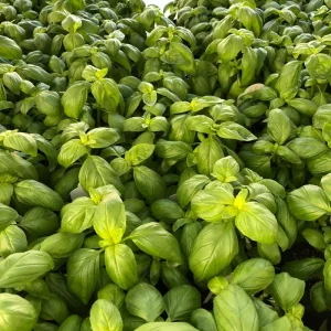 Italian Basil Live Plant - 4