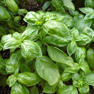 Italian Basil Live Plant - 4