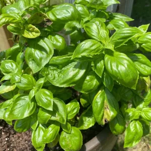 Italian Basil Live Plant - 4