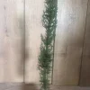 Italian Cypress Live Plant - Cupressus sempervirens - 6 inch Pot - Outdoor Tree - Image 1