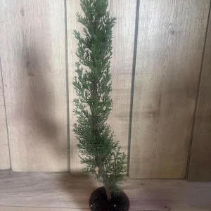 Italian Cypress Live Plant - Cupressus sempervirens - 6 inch Pot - Outdoor Tree - Image 5