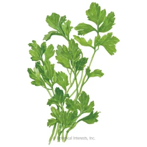 Italian Parsley Dark Green Flat Leaf Seeds – Organic Non-GMO – 1000+ Seeds - Image 2