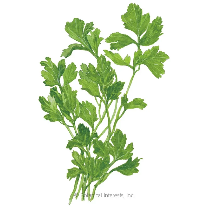 Italian Parsley Dark Green Flat Leaf Seeds – Organic Non-GMO – 1000+ Seeds - Image 2