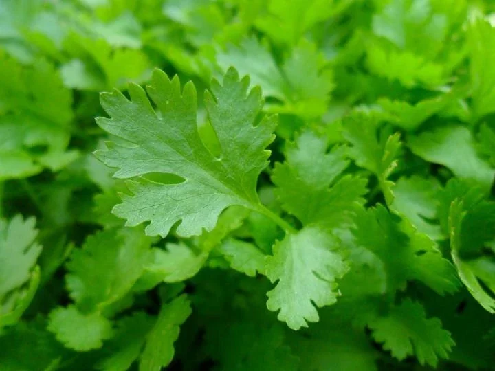 Italian Parsley Dark Green Flat Leaf Seeds – Organic Non-GMO – 1000+ Seeds - Image 1