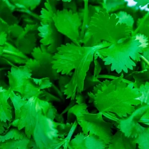 Italian Parsley Seeds - 60 Count Herb Seed Packet for Home Garden - Image 1