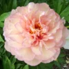 Itoh Peony Big Bareroot - Hybrid Flowering Plant for Spring or Fall Planting - Image 1