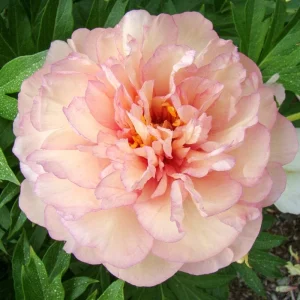 Itoh Peony Big Bareroot Plant – Hybrid Peony with Fragrant Blooms – Zone 4-9 Outdoor - Image 1