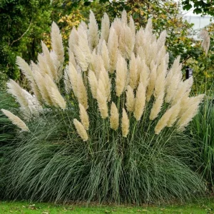 Ivory Pampas Grass Seeds - 25g Tall Plume Grass for Wedding & Home Decor - Image 4