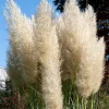 Ivory Pampas Grass Seeds - 25g Tall Plume Grass for Wedding & Home Decor - Image 1
