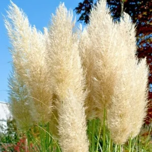 Ivory Pampas Grass Seeds - Tall Ornamental Plume Grass, Perennial, Easy to Grow - Image 1