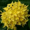 Ixora Taiwanese Yellow Live Plant - 6 inch Pot - Vibrant Yellow Blooms - Image 1