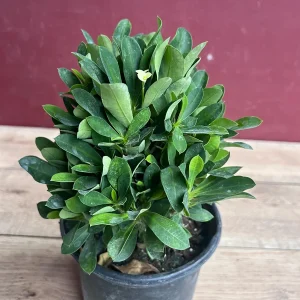 Ixora Taiwanese Yellow Live Plant - 6 inch Pot - Vibrant Yellow Blooms - Image 2