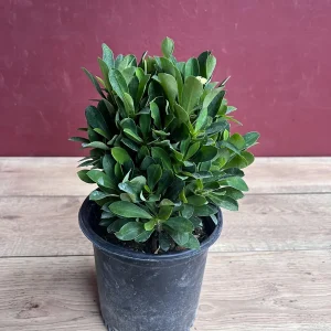 Ixora Taiwanese Yellow Live Plant - 6 inch Pot - Vibrant Yellow Blooms - Image 3