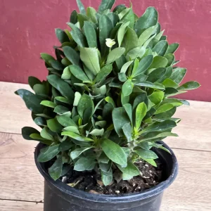 Ixora Taiwanese Yellow Live Plant - 6 inch Pot - Vibrant Yellow Blooms - Image 5