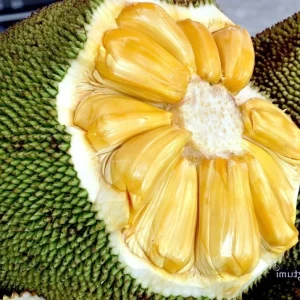 J31 Jackfruit Live Plant - Grafted Dwarf Tree, 3 Gallon Pot, Artocarpus heterophyllus - Image 1