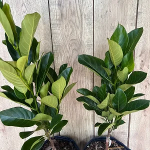 J31 Jackfruit Live Plant - Grafted Dwarf Tree, 3 Gallon Pot, Artocarpus heterophyllus - Image 5