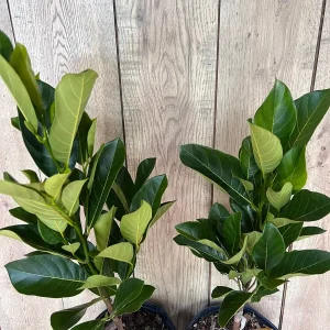 J31 Jackfruit Live Plant - Grafted Dwarf Tree, 3 Gallon Pot, Artocarpus heterophyllus - Image 8