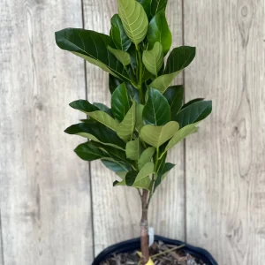 J31 Jackfruit Live Plant - Grafted Dwarf Tree, 3 Gallon Pot, Artocarpus heterophyllus - Image 9