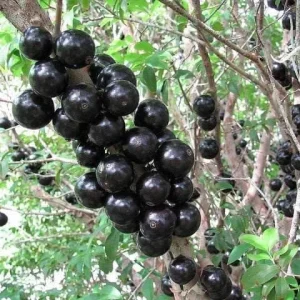 Jaboticaba Live Plant - 1-2 ft Tall, 3 Gallon Pot, Fruit Bearing Tree - Image 1