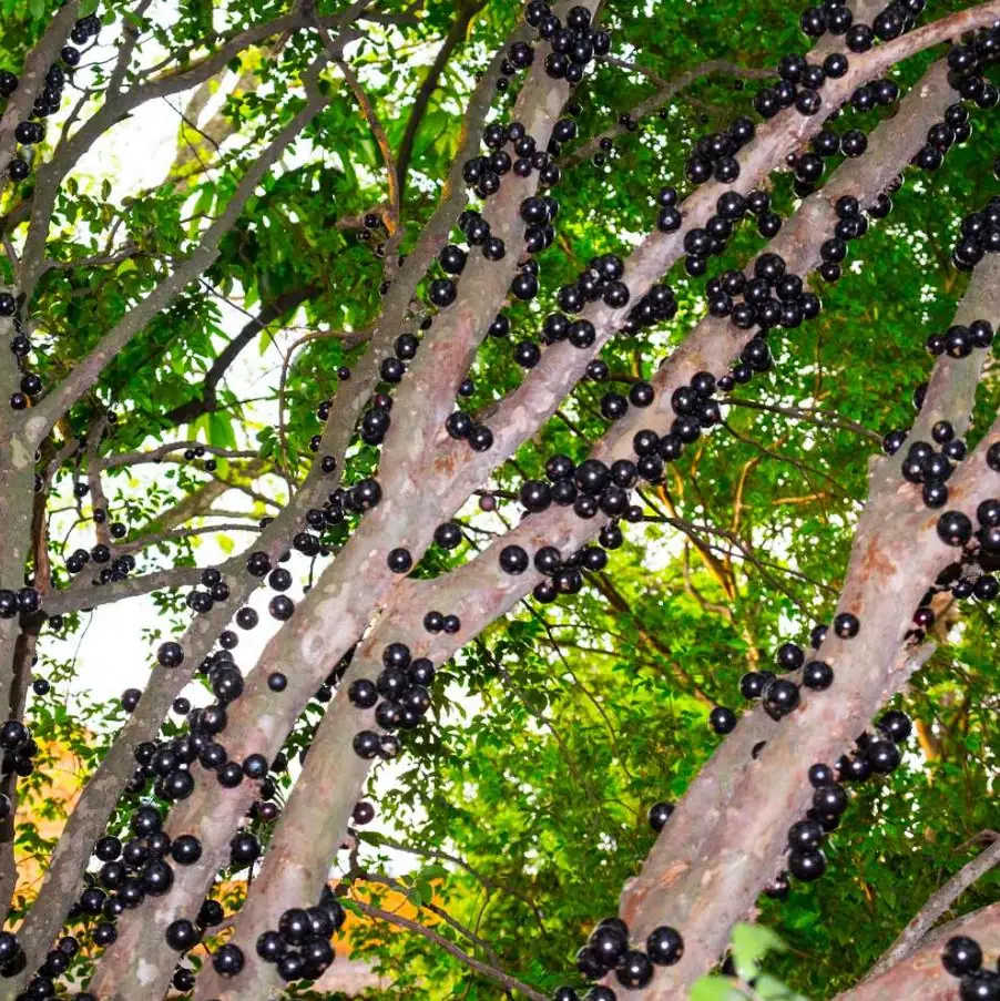 Jaboticaba Live Tree Starter - 1 ft Tall Fruit & Ornamental Plant - Image 2