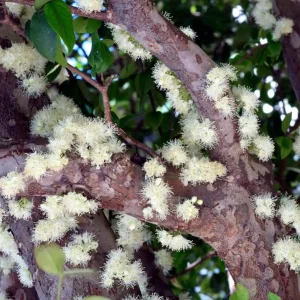 Jaboticaba Live Tree Starter - 1 ft Tall Fruit & Ornamental Plant - Image 3