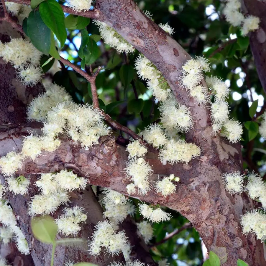 Jaboticaba Live Tree Starter - 1 ft Tall Fruit & Ornamental Plant - Image 3