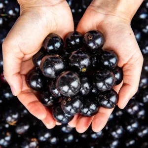 Jaboticaba Live Tree Starter - 1 ft Tall Fruit & Ornamental Plant - Image 1