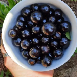 Jaboticaba Live Tree Starter - 1 ft Tall Fruit & Ornamental Plant - Image 4