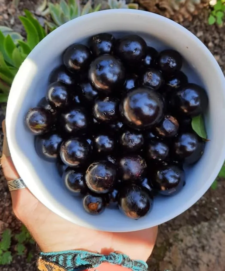 Jaboticaba Live Tree Starter - 1 ft Tall Fruit & Ornamental Plant - Image 4