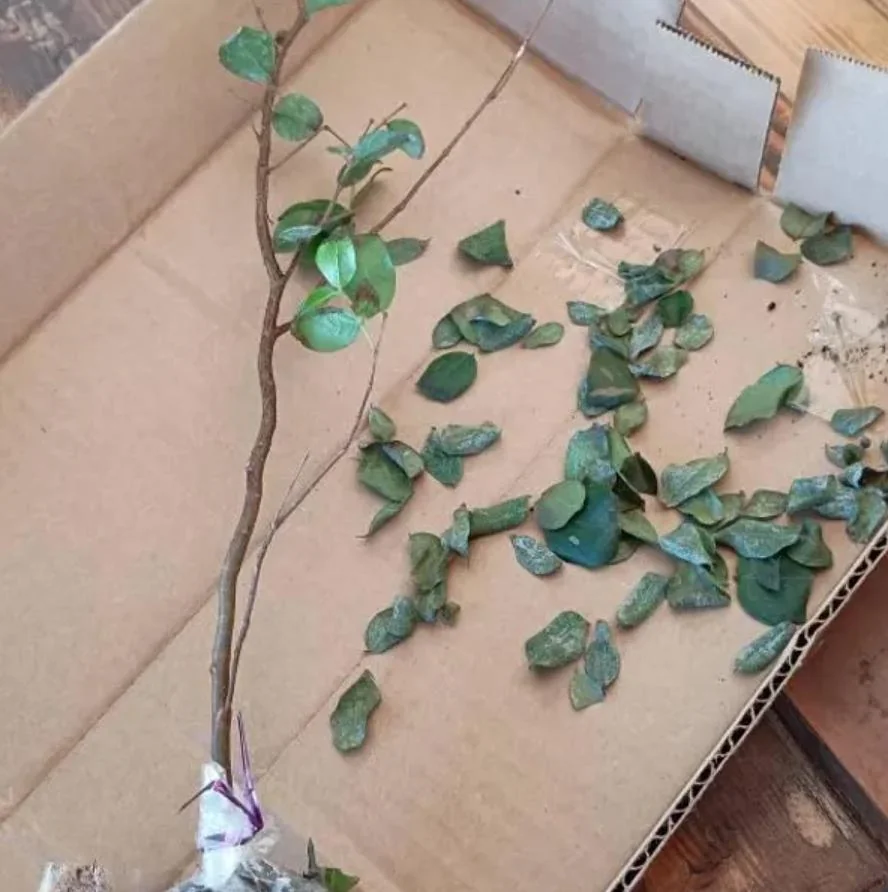 Jaboticaba Live Tree Starter - 1 ft Tall Fruit & Ornamental Plant - Image 7