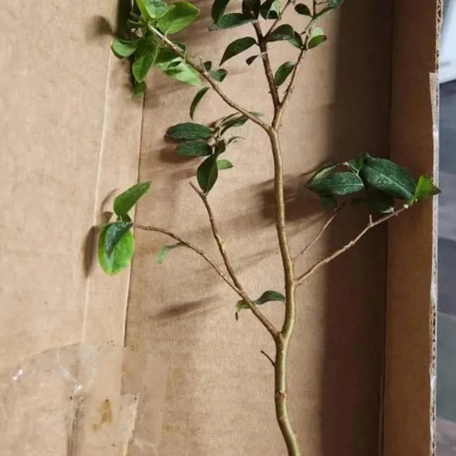 Jaboticaba Live Tree Starter - 1 ft Tall Fruit & Ornamental Plant - Image 8