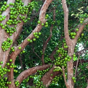 Jaboticaba Live Tree Starter - 1 ft Tall Fruit & Ornamental Plant - Image 9