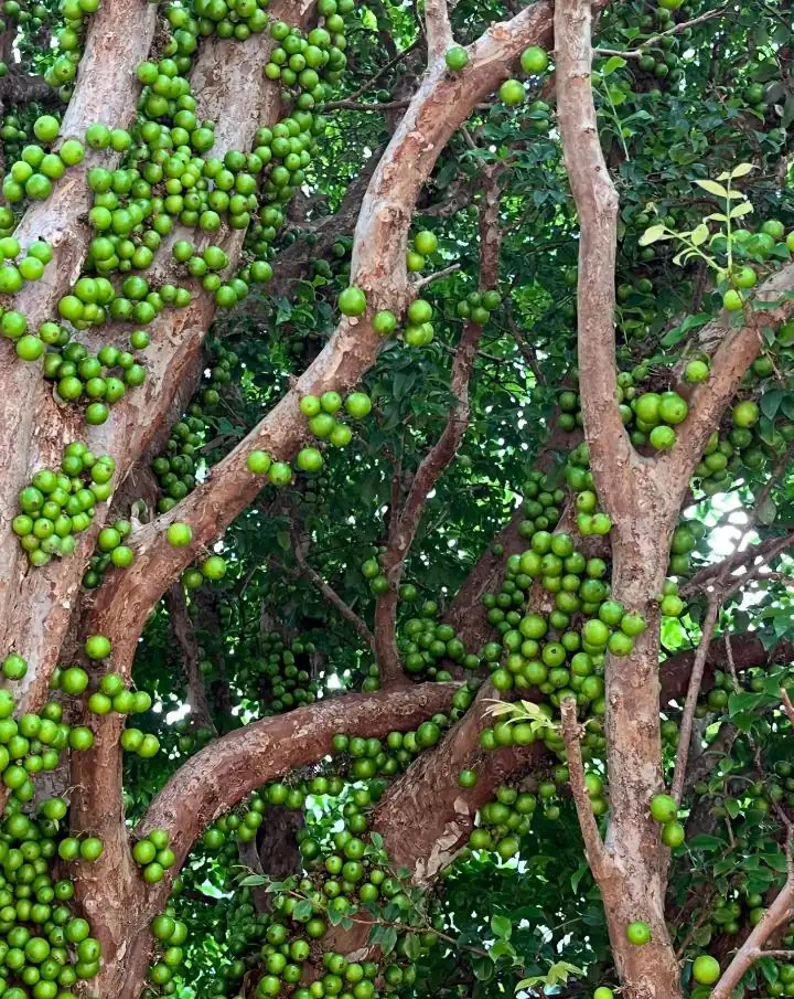 Jaboticaba Live Tree Starter - 1 ft Tall Fruit & Ornamental Plant - Image 9