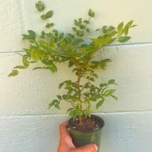 Jaboticaba Sabara Live Plant - Rare Tropical Fruit Tree, 4-inch Pot - Image 2