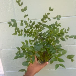 Jaboticaba Sabara Live Plant - Rare Tropical Fruit Tree, 4-inch Pot - Image 6