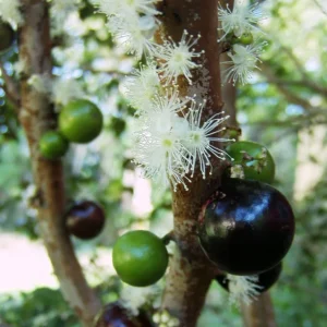 Jaboticaba Tree Live Plant – 3 Gallon Pot – Fruit Bearing – 2-3 Feet Tall - Image 3